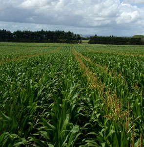 maize